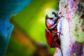 Dynastinae on the branch in the forest Royalty Free Stock Photo