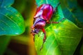 Dynastinae on the branch in the forest Royalty Free Stock Photo