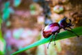 Dynastinae on the branch in the forest