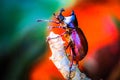 Dynastinae on the branch in the forest Royalty Free Stock Photo