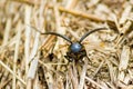 Dynastinae female rhinoceros beetle