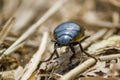 Dynastinae female rhinoceros beetle walking