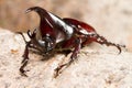 Dynastinae fighting beetle on tree