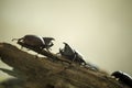 Dynastinae, Rhino beetles. Royalty Free Stock Photo