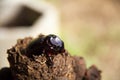 Dynastinae Rhinoceros Beetle, Dynastinae or rhinoceros beetles Royalty Free Stock Photo