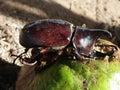 Dynastinae or rhinoceros beetles Royalty Free Stock Photo