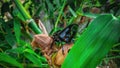 Dynastinae or rhinoceros beetles are a subfamily of the scarab beetle family. Other common names are rhinoceros beetles