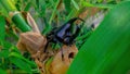 Dynastinae or rhinoceros beetles are a subfamily of the scarab beetle family. Other common names are rhinoceros beetles