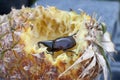 Dynastinae Or Stag Beetle Are Eating Pineapple.