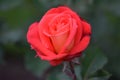 Dynasty Red Rose Flower on Stem 02 Royalty Free Stock Photo