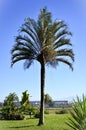 Dypsis decaryi Hawaii palm tree in the garden Royalty Free Stock Photo