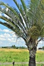 A Dypsis Decaryi palm tree with fruits Royalty Free Stock Photo