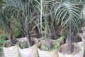 Dypsis decaryi tree on bag in farm Royalty Free Stock Photo