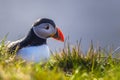 Dyrholaey - May 04, 2018: Wild Puffin bird in Dyrholaey, Iceland