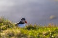 Dyrholaey - May 04, 2018: Wild Puffin bird in Dyrholaey, Iceland