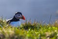 Dyrholaey - May 04, 2018: Wild Puffin bird in Dyrholaey, Iceland