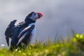 Dyrholaey - May 04, 2018: Wild Puffin bird in Dyrholaey, Iceland