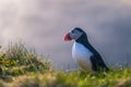 Dyrholaey - May 04, 2018: Wild Puffin bird in Dyrholaey, Iceland