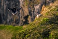 Dyrholaey - May 04, 2018: Wild Puffins in Dyrholaey, Iceland