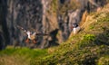 Dyrholaey - May 04, 2018: Wild Puffins in Dyrholaey, Iceland