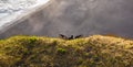 Dyrholaey - May 04, 2018: Wild Puffins in Dyrholaey, Iceland