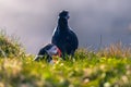 Dyrholaey - May 04, 2018: Wild Puffins in Dyrholaey, Iceland