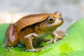 False Tomato Frog, Dyscophus Guineti, Madagascar Royalty Free Stock Photo