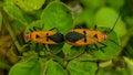 Dysdercus cingulatus mating