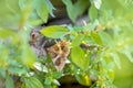 Dysgonia algira, the passenger moth resting in a field