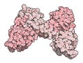 Dystrophin muscle protein domain (N-terminal actin binding domain). Defects cause Duchenne muscular dystrophy (DMD Royalty Free Stock Photo