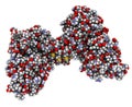 Dystrophin muscle protein domain (N-terminal actin binding domain). Defects cause Duchenne muscular dystrophy (DMD