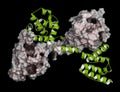 Dystrophin muscle protein domain (N-terminal actin binding domain). Defects cause Duchenne muscular dystrophy (DMD