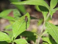 Dythemis sterilis dragonfly species with extended wings