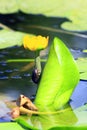 Dytiscidae on the flower of Nuphar lutea Royalty Free Stock Photo