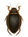 Dytiscus latissimus. Predaceous diving beetles Royalty Free Stock Photo