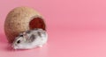 dzhungarik hamster in a house made of coconut on a pink background, copy space