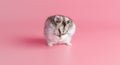 Dzhungarik hamster washes his face on a pink background, copy space