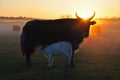 Dzo feeds calf at sunset Royalty Free Stock Photo