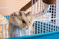 Dzungarian hamster crawls out of the cage with sawdust