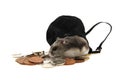 Dzungarian hamster and czech coins Royalty Free Stock Photo