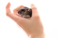 dzungarian hamster in the human hand Royalty Free Stock Photo