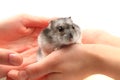 Dzungarian hamster in human hands Royalty Free Stock Photo