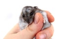 Dzungarian hamster in human hands Royalty Free Stock Photo