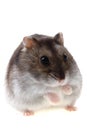 Dzungarian hamster isolated Royalty Free Stock Photo