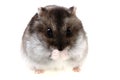 Dzungarian hamster isolated Royalty Free Stock Photo