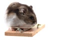 Dzungarian hamster isolated Royalty Free Stock Photo