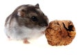 Dzungarian hamster isolated Royalty Free Stock Photo
