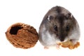 Dzungarian hamster isolated Royalty Free Stock Photo