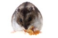 dzungarian hamster isolated Royalty Free Stock Photo