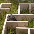 The Dzungarian hamster is looking for a way out in a maze on the green grass. Royalty Free Stock Photo